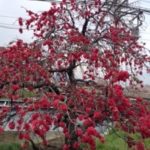 桜を見に行きました