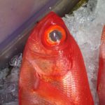 金目鯛の目って綺麗だ